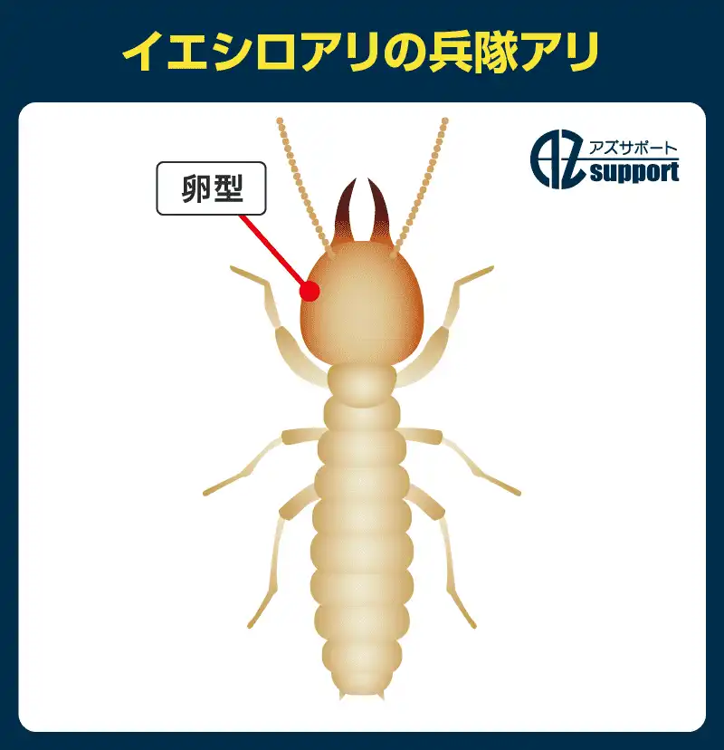 イエシロアリの兵隊アリ