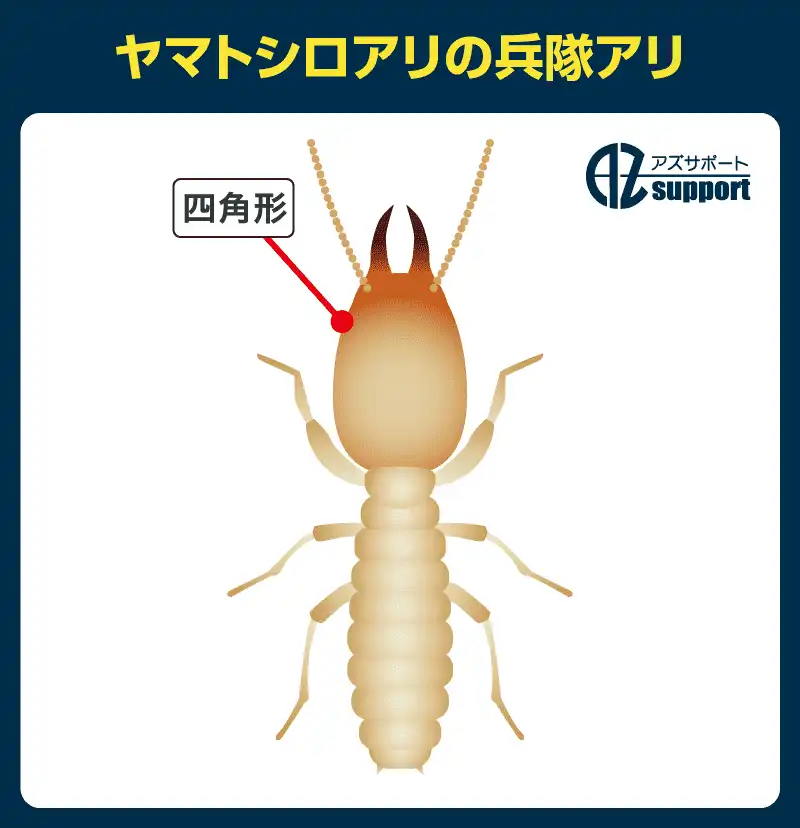 ヤマトシロアリの兵隊アリ