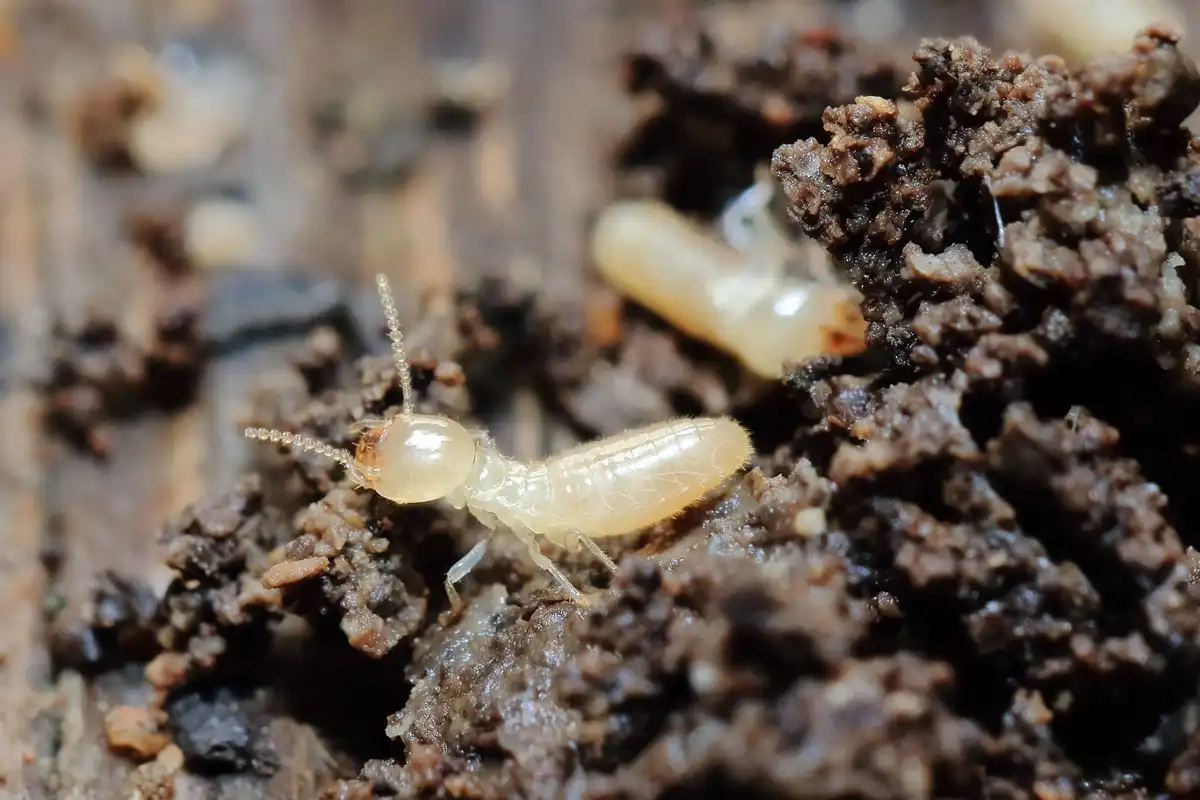 羽アリの見分け方シロアリ