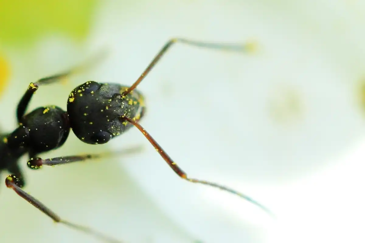 羽アリの見分け方クロアリの触角