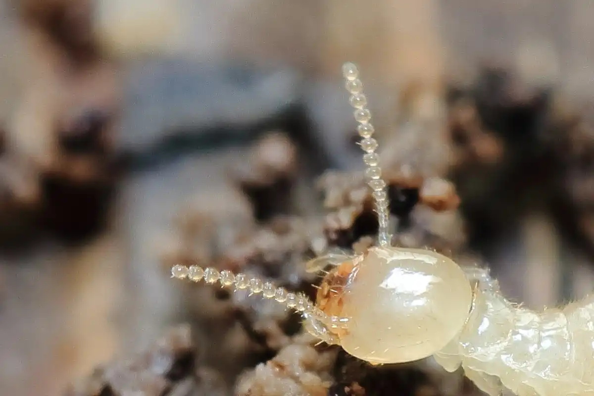 羽アリの見分け方シロアリの触角