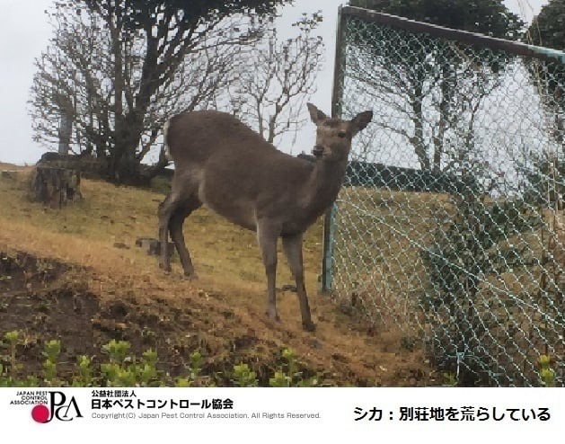 ペストコントロール引用写真シカ