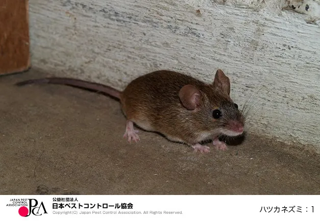 ペストコントール引用_ハツカネズミ
