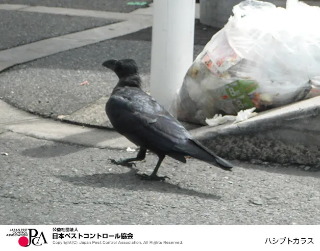 ペストコントロール引用写真ハシブトガラス