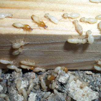 国立研究開発法人 森林研究・整備機構 森林総合研究所引用写真、イエシロアリ