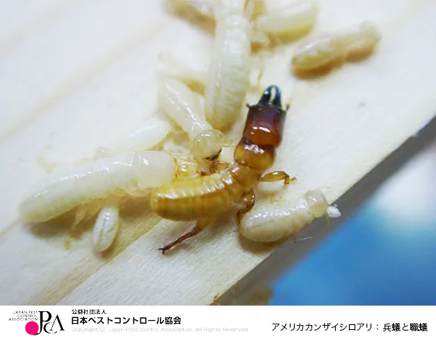 ペストコントロール協会|アメリカカンザイシロアリ:兵蟻と職蟻