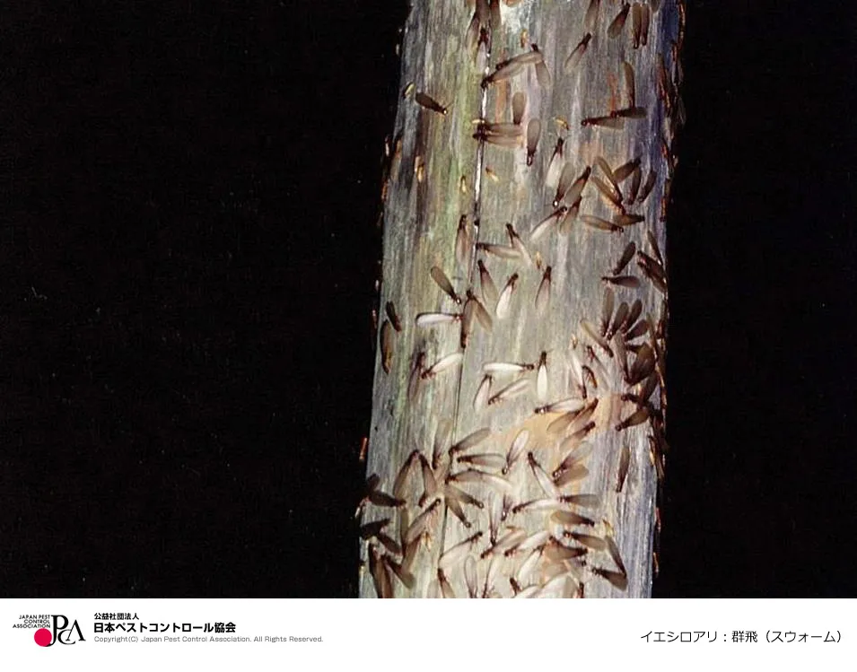 ペストコントロール協会引用写真イエシロアリ