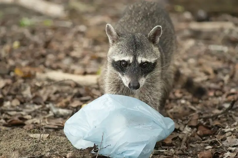 アライグマがゴミを荒らす