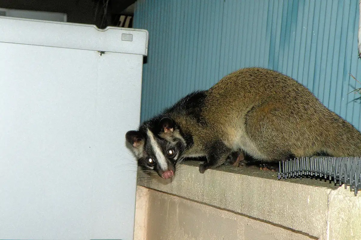 ハクビシンとタヌキの違い、ハクビシン