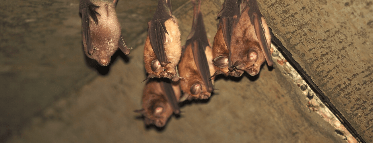 アブラコウモリ