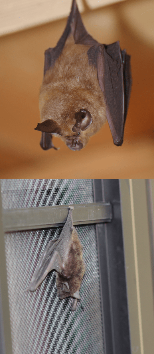 コウモリ駆除の特徴