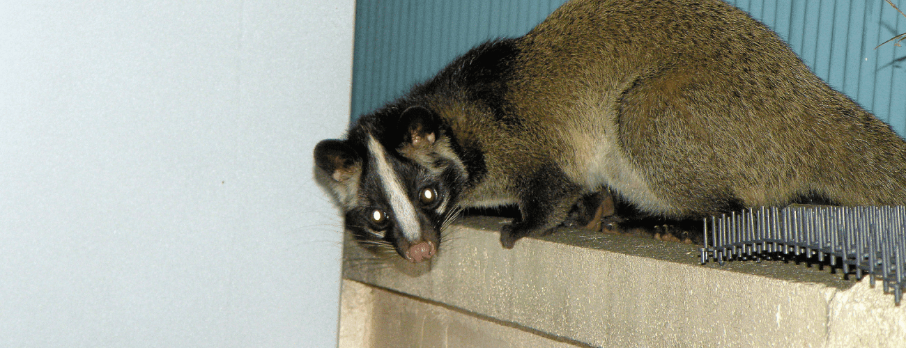 ハクビシン被害