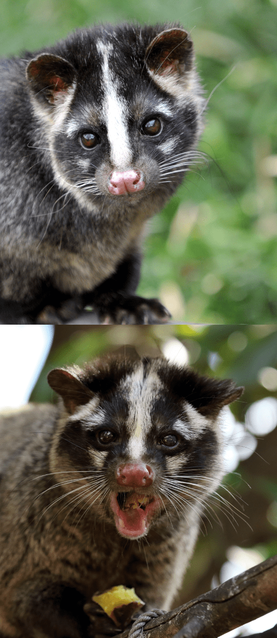 ハクビシン駆除の特徴