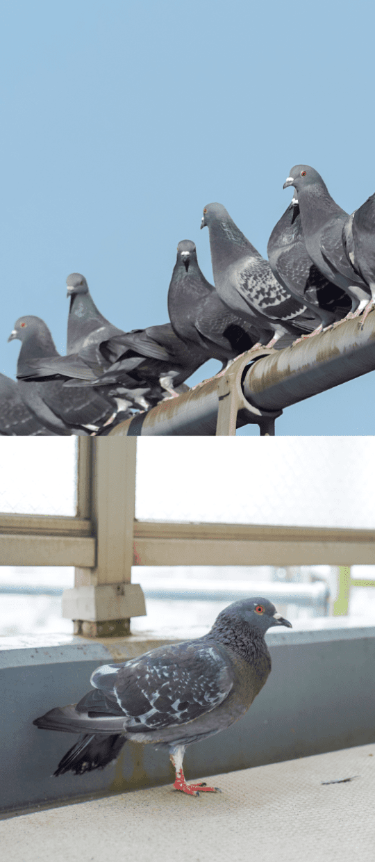 鳩対策・駆除の特徴