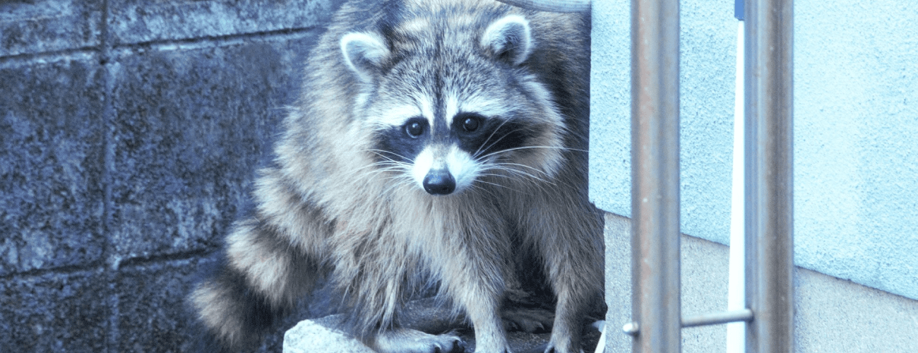 アライグマ被害