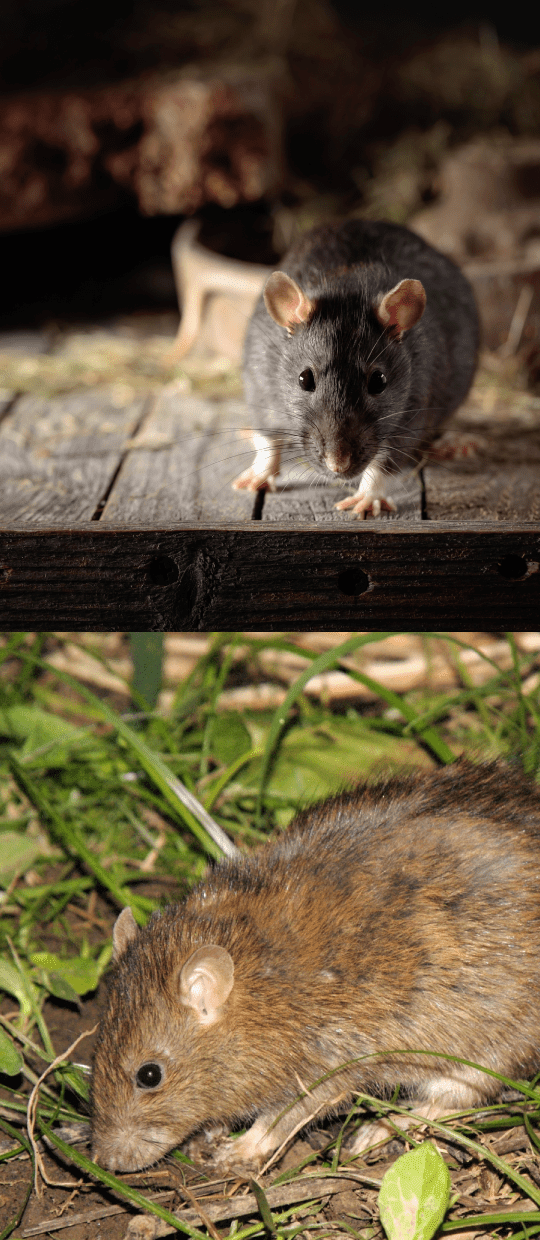 ネズミ駆除の特徴