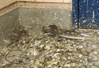 無料の現地調査