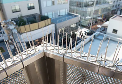 施工（巣の撤去と防鳥ネット設置）