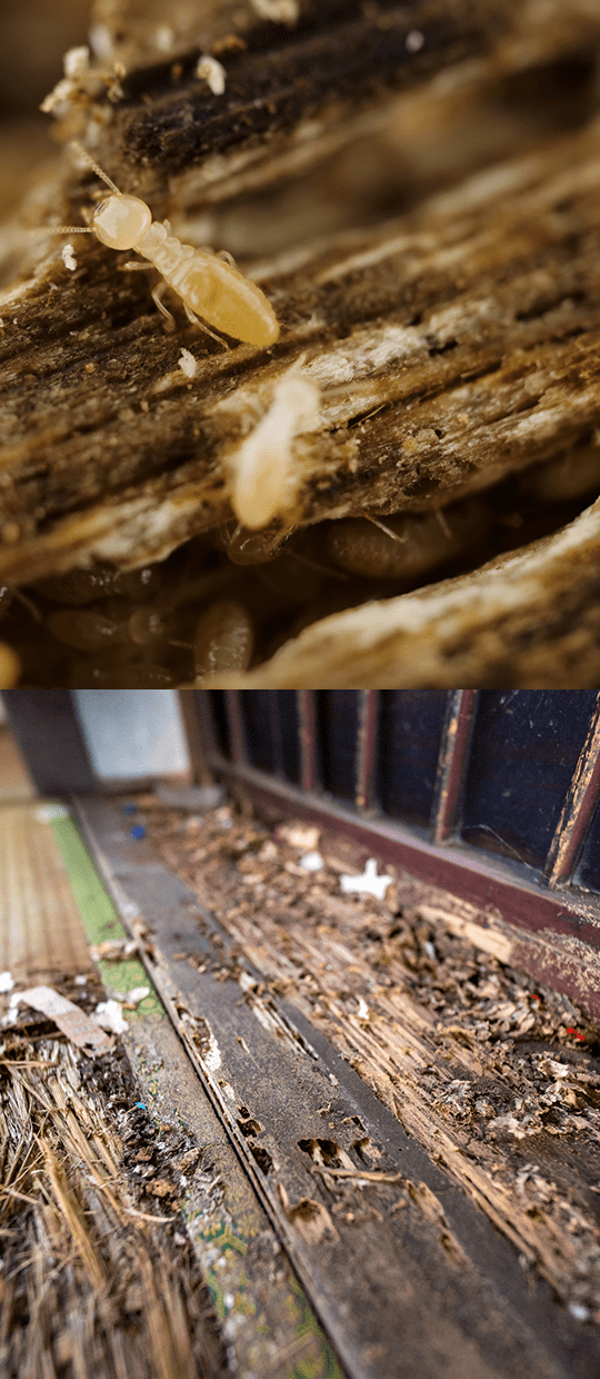 シロアリ駆除・予防の特徴