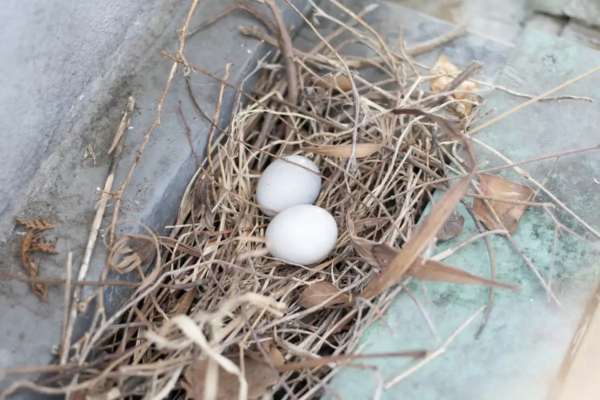 鳩の巣対策は隠れ家をなくすこと