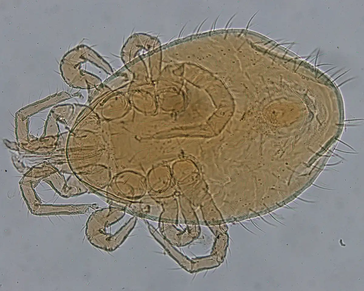 クマネズミには害虫が付いている可能性が高い