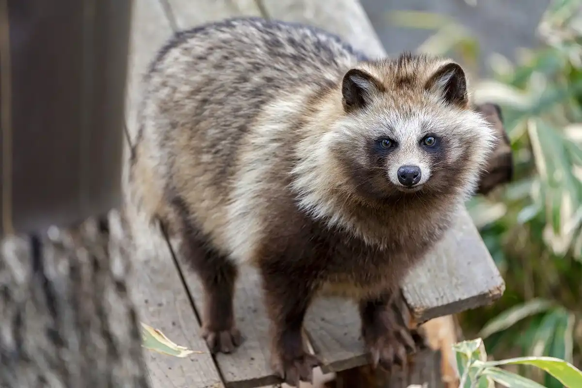 アライグマのフンと似たフンをする動物、タヌキ