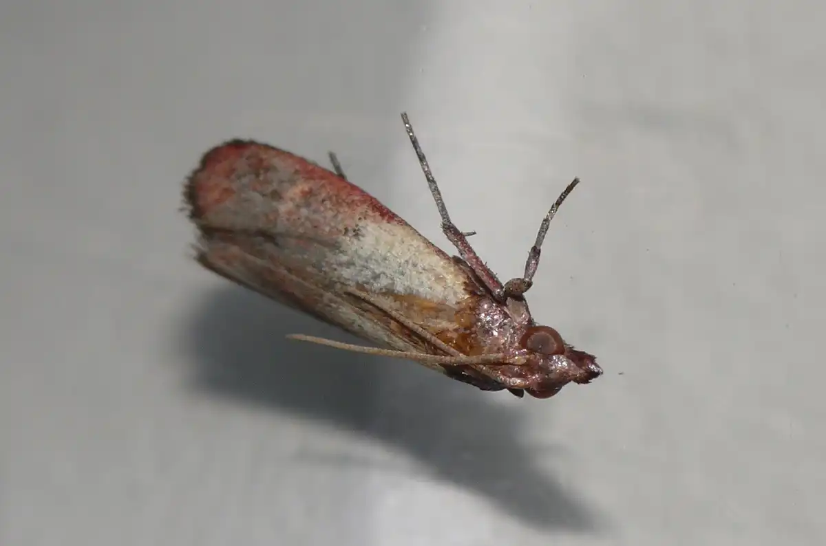 福岡県 環境部 自然環境課 野生生物係引用写真ノシメマダラメイガ