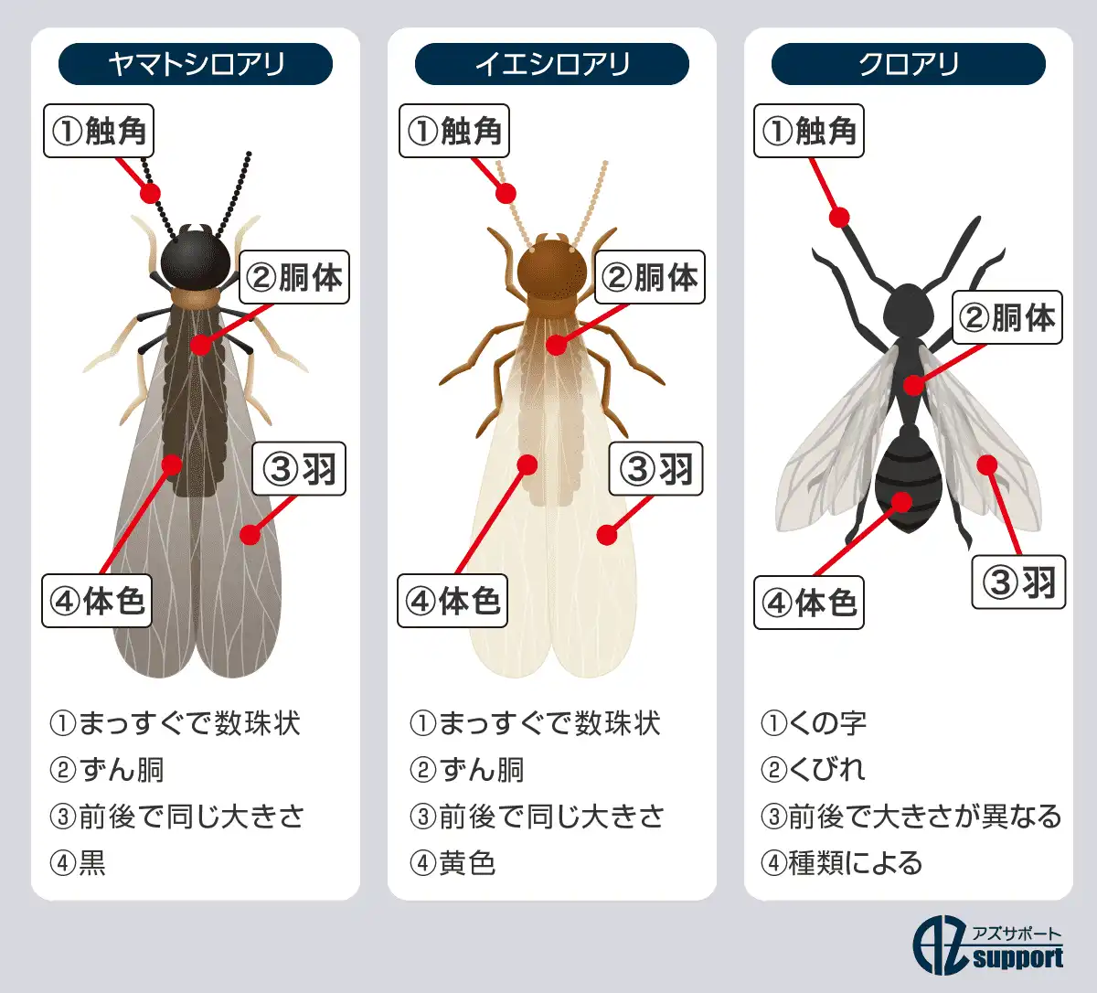 ヤマトシロアリ・イエシロアリ・クロアリの羽アリの見分け方