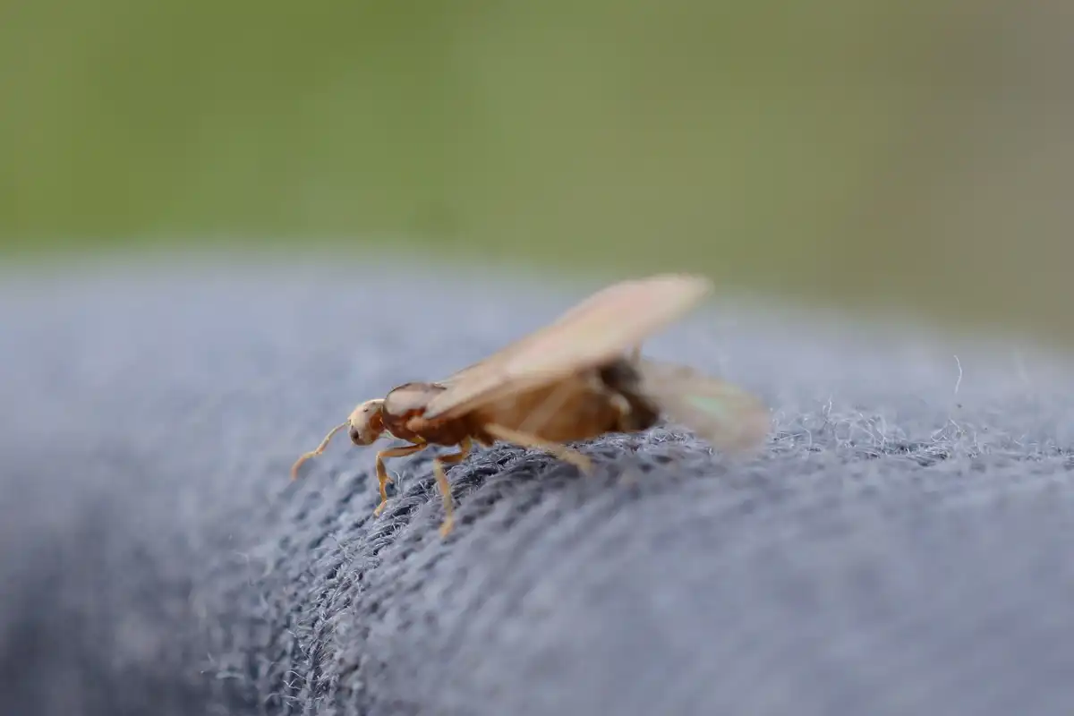 羽アリの見分け方トビイロケアリ