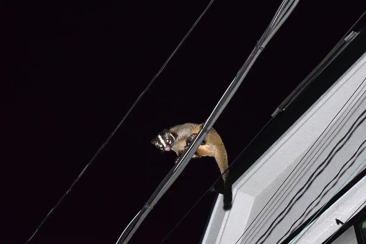 ハクビシンは住宅街にもいる