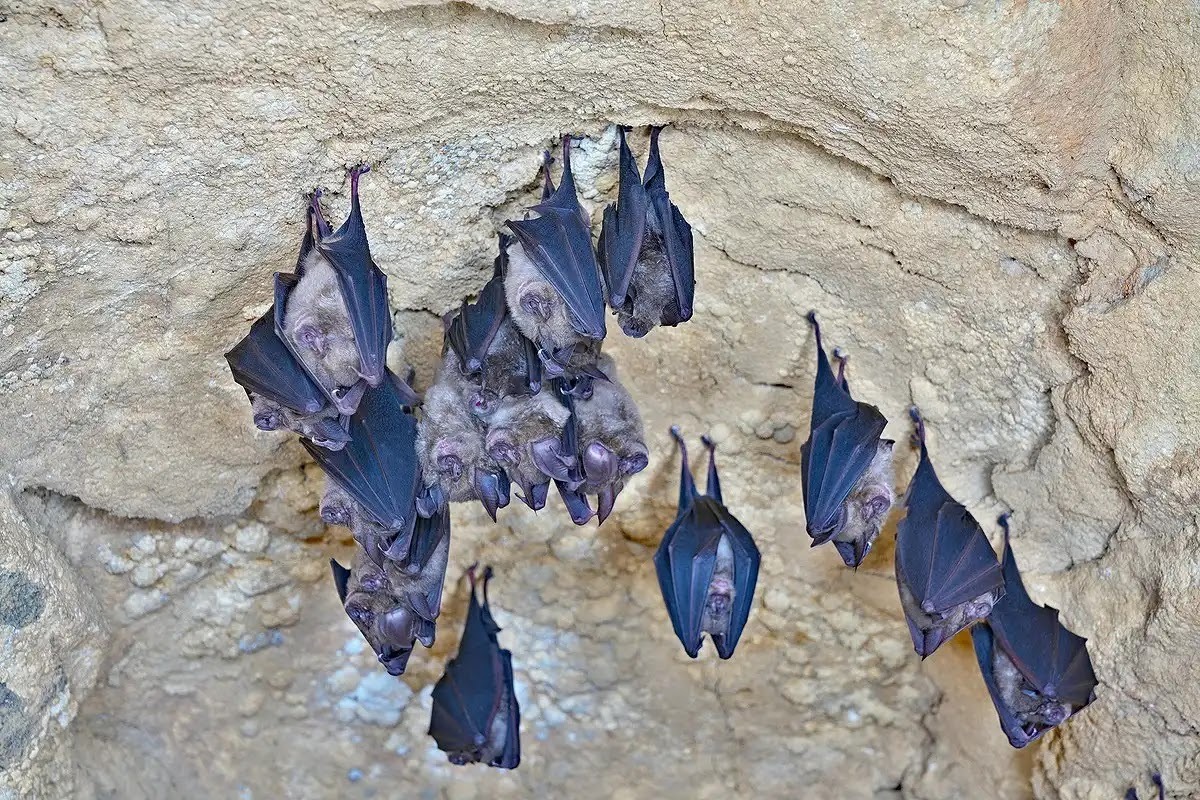 コウモリの生態を解説