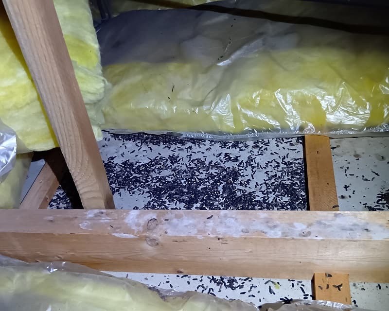 アズサポートが施工したコウモリ駆除現場にてスタッフが撮影