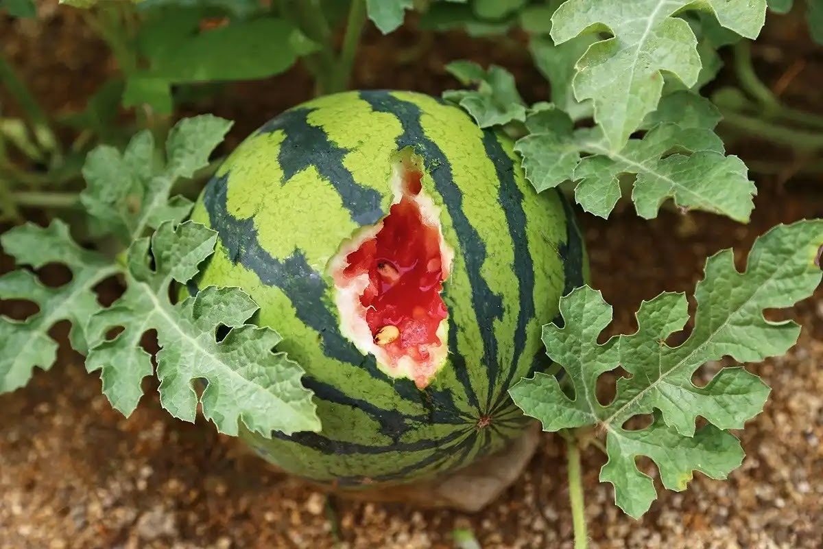 害獣被害の一例農作物被害