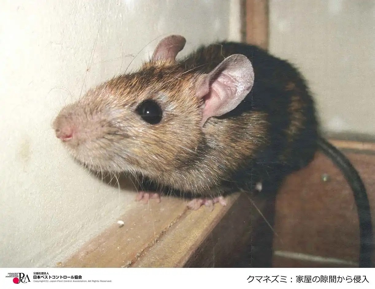 ペストコントロール引用写真クマネズミ
