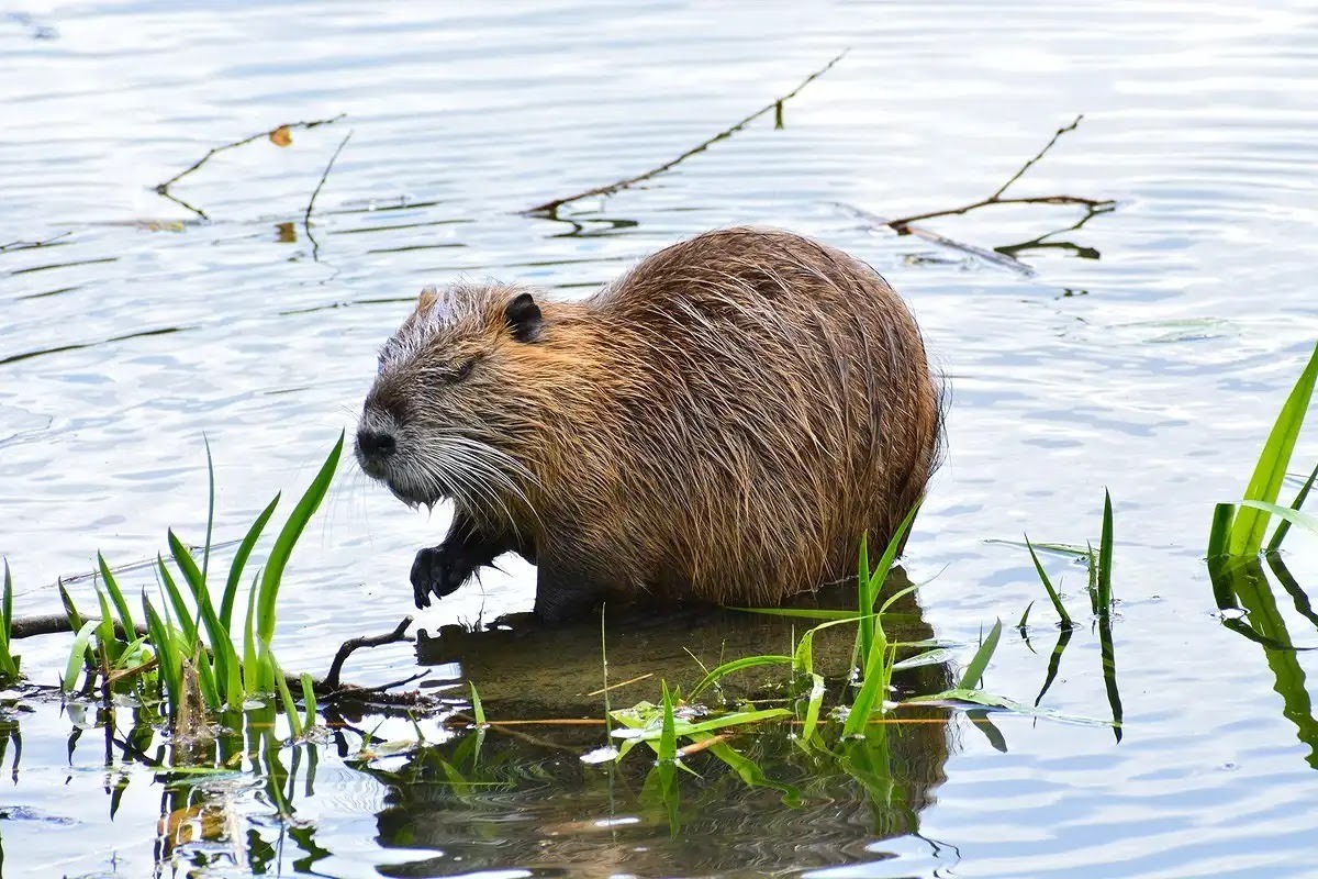害獣ヌートリア