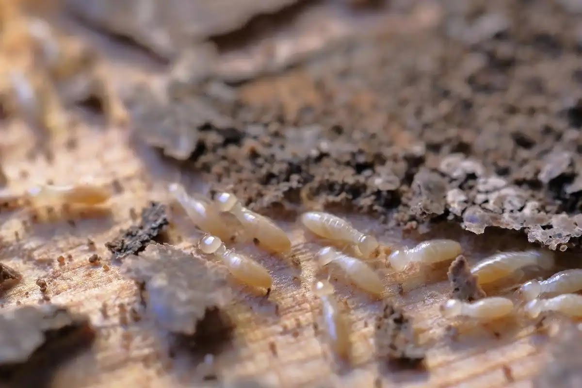 ヤマトシロアリの被害は湿った木材に多い