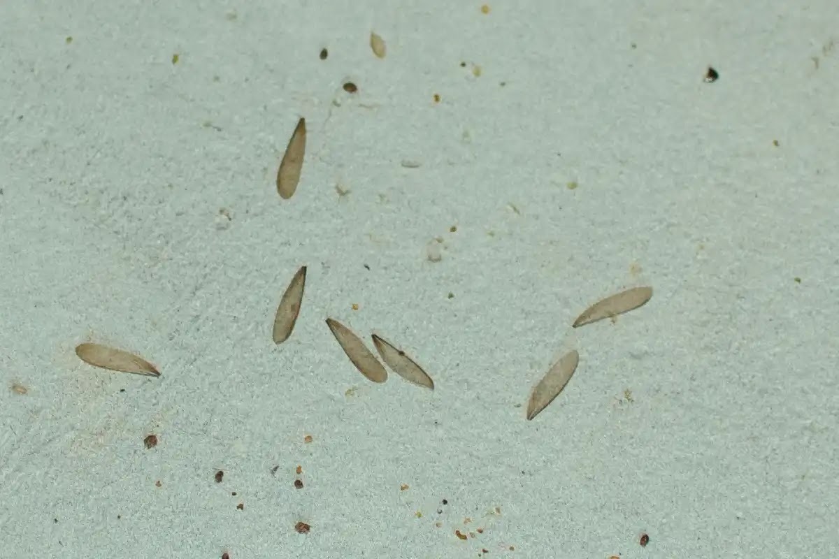 羽アリを見分ける方法は羽の形を見る