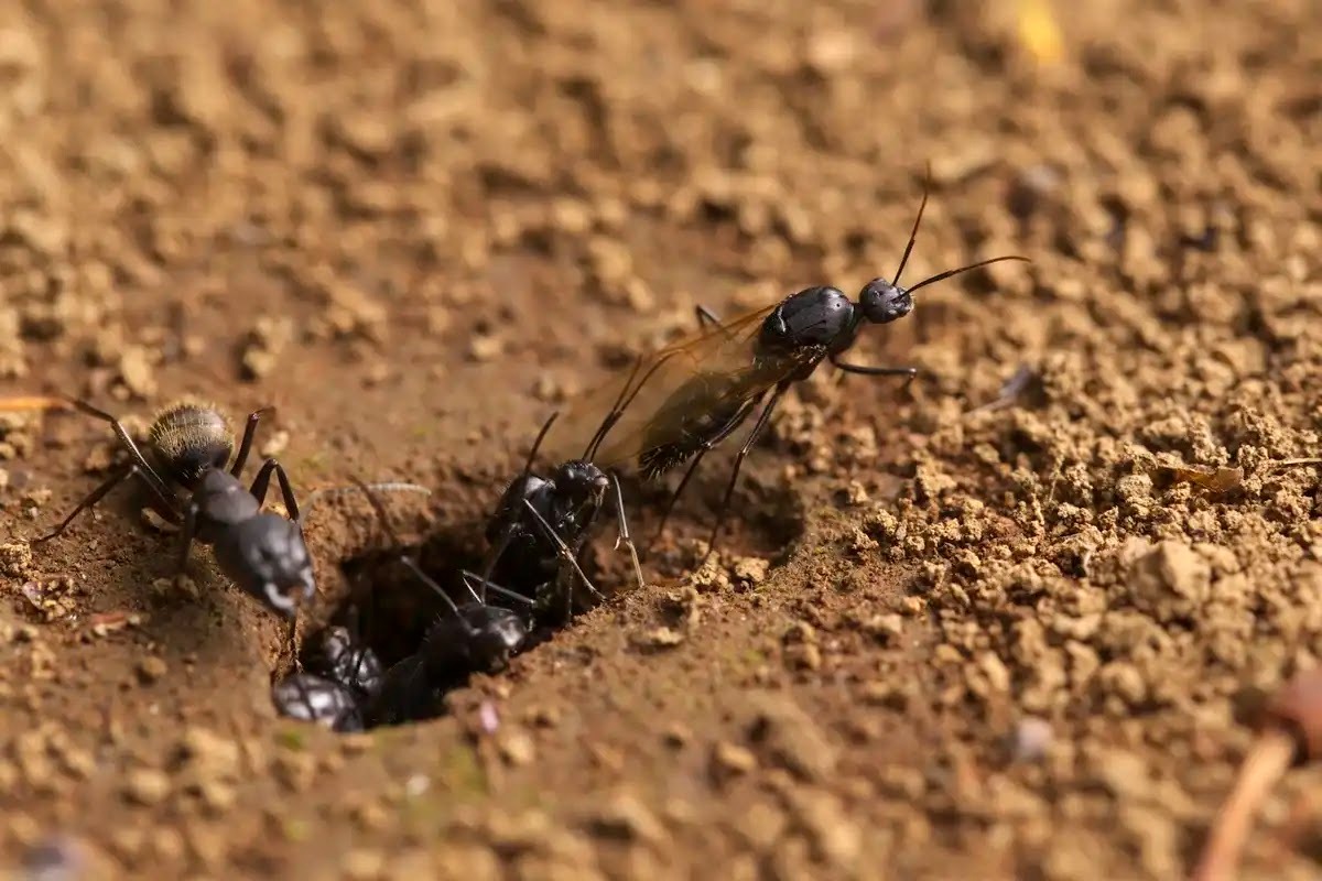 羽アリの見分け方、クロオオアリ