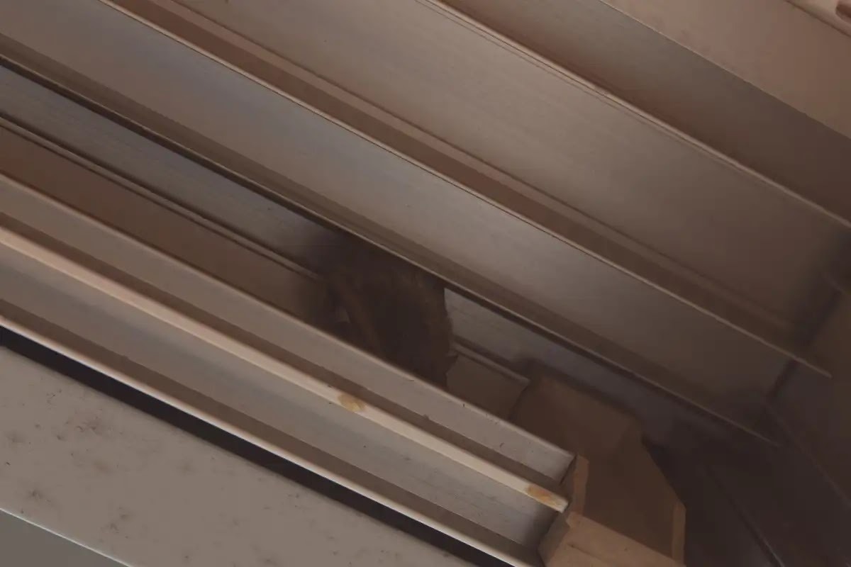 コウモリ対策が大変なときは害獣駆除業者に相談しよう