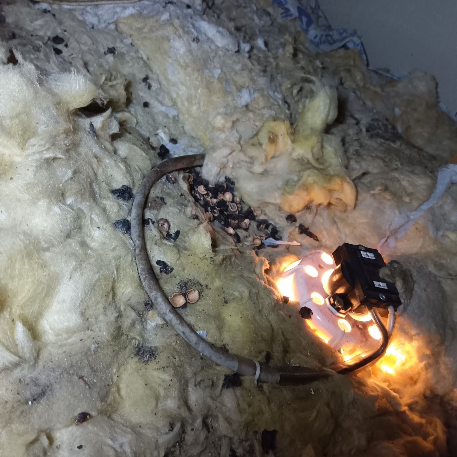 アズサポート撮影_ハクビシンのフン