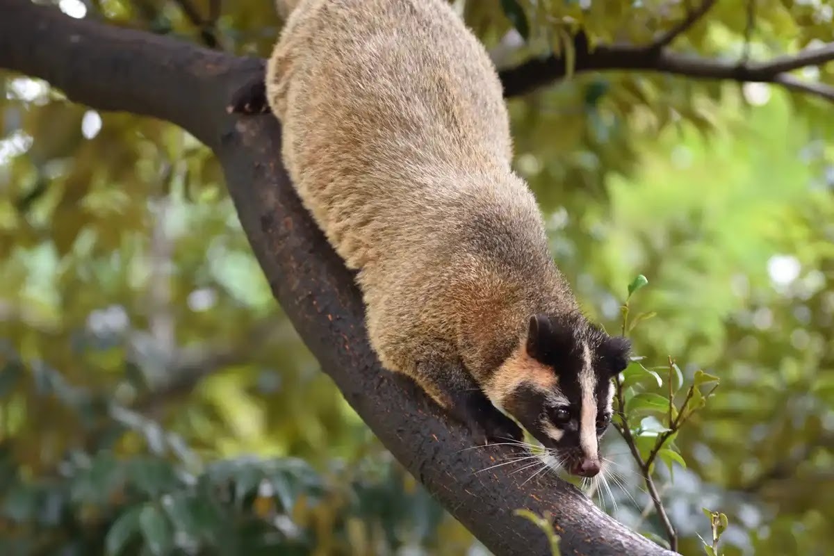 ハクビシンのフンと違う動物の違いを解説