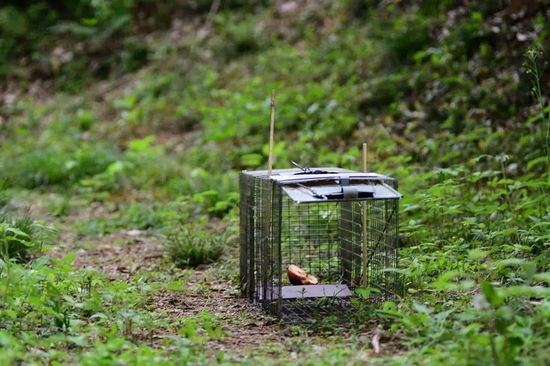 ハクビシンの鳴き声に悩んでいるなら専門業者に相談