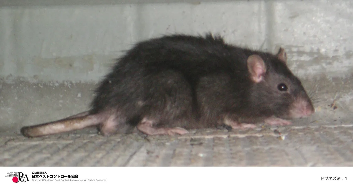 ペストコントール引用_ドブネズミ