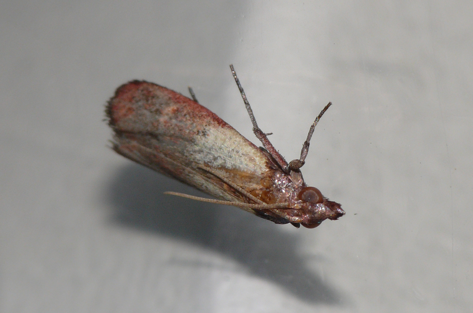 福岡県 環境部 自然環境課 野生生物係引用写真ノシメマダラメイガ