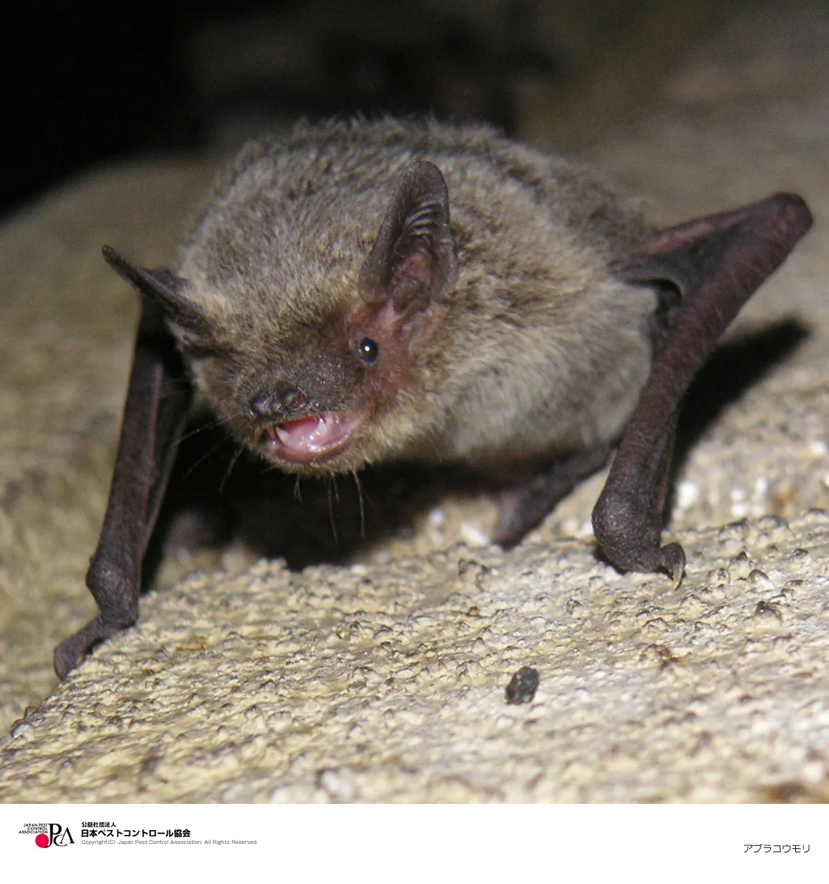 ペストコントロール引用写真_アブラコウモリ
