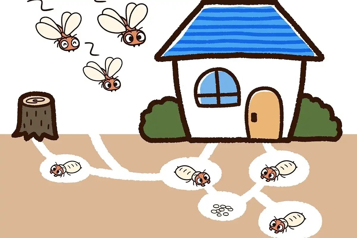 イエシロアリはいたるところに巣を作る