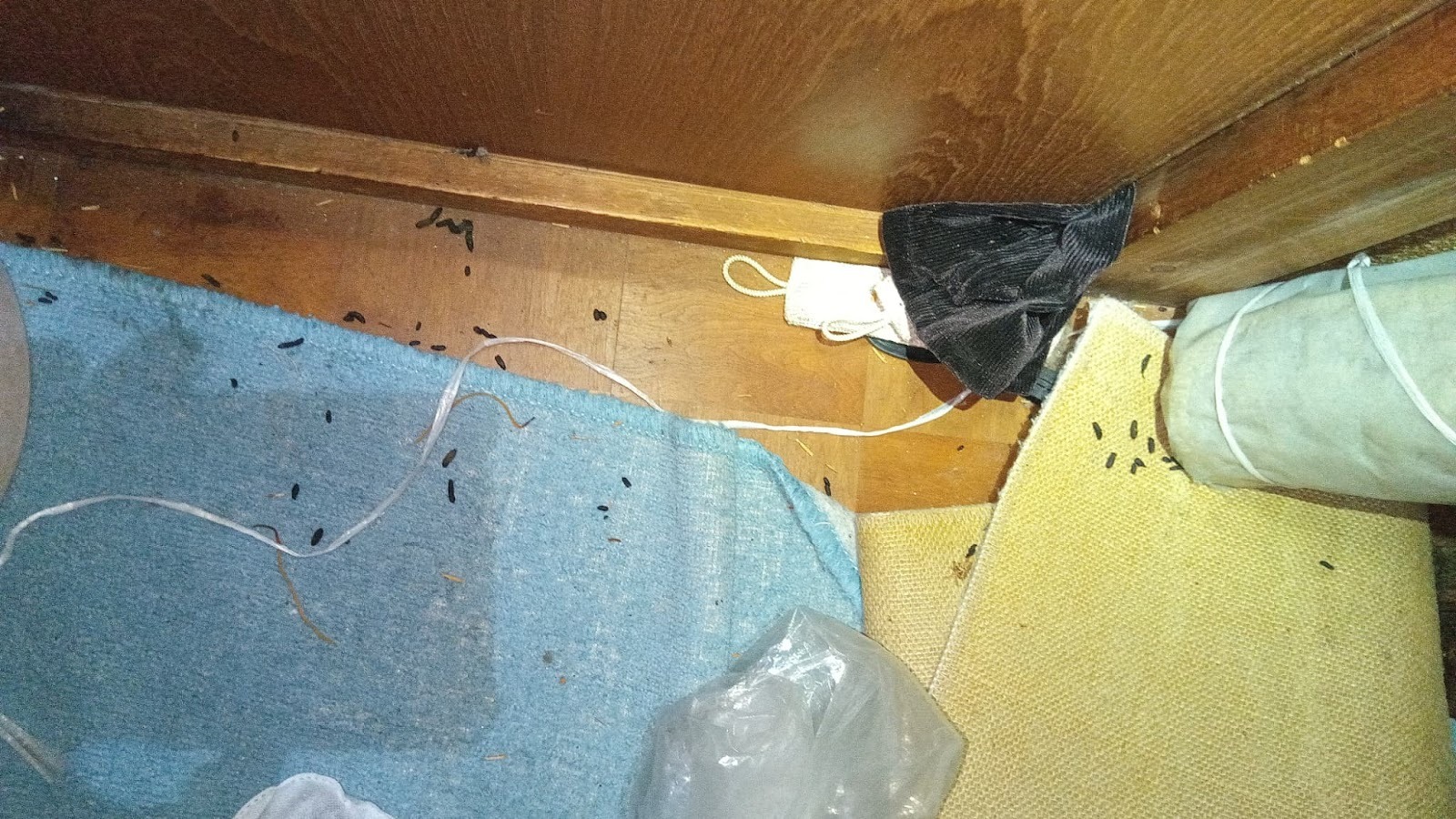 アズサポートが施工したネズミ駆除現場にてスタッフが撮影