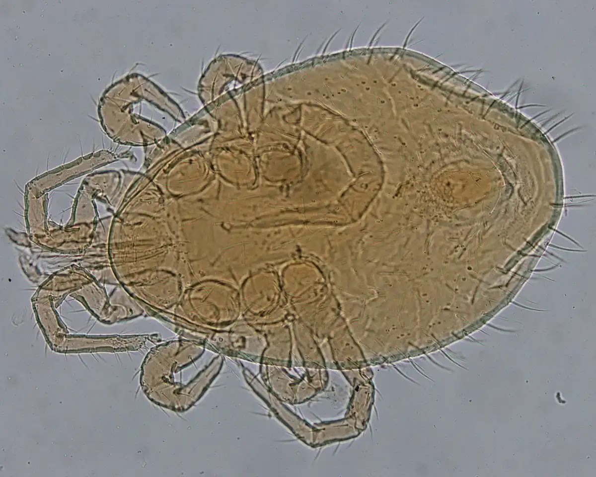 クマネズミには害虫が付いている可能性が高い
