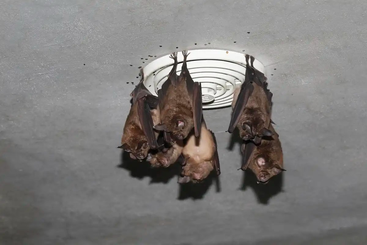 コウモリ駆除相場を知りたいなら業者に見積り