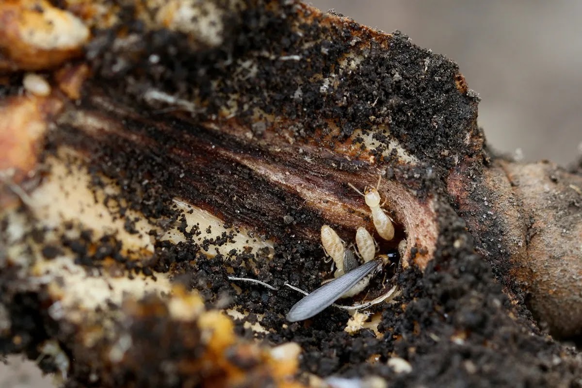 羽アリ駆除中のシロアリの様子
